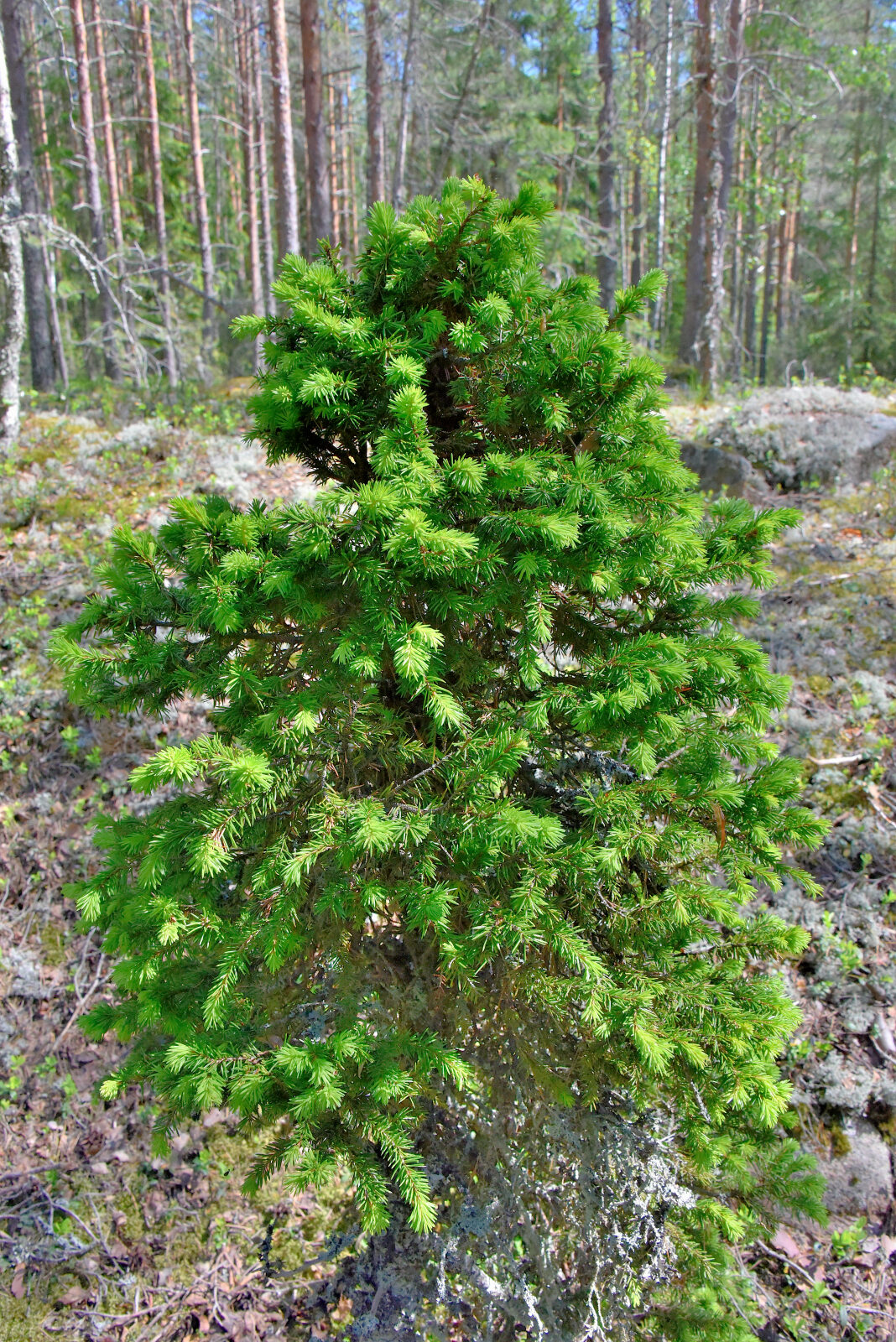 Valokuvaaja: Reijo Juurinen