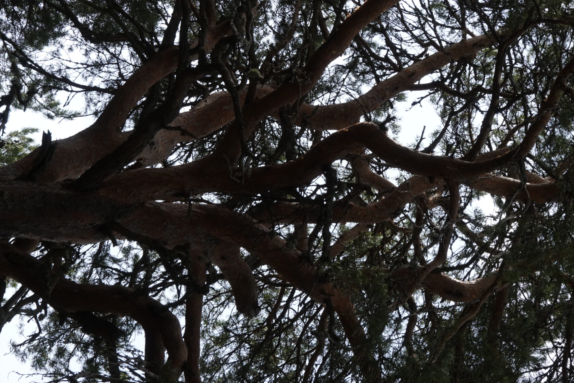 Valokuvaaja: Jenna Pitkänen