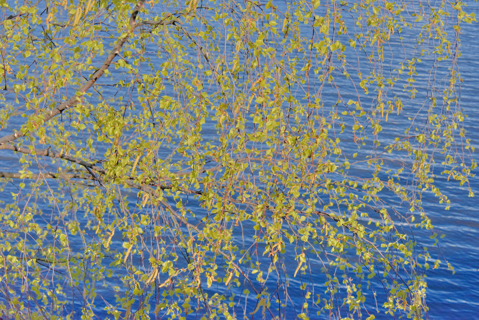 Valokuvaaja: Reijo Juurinen