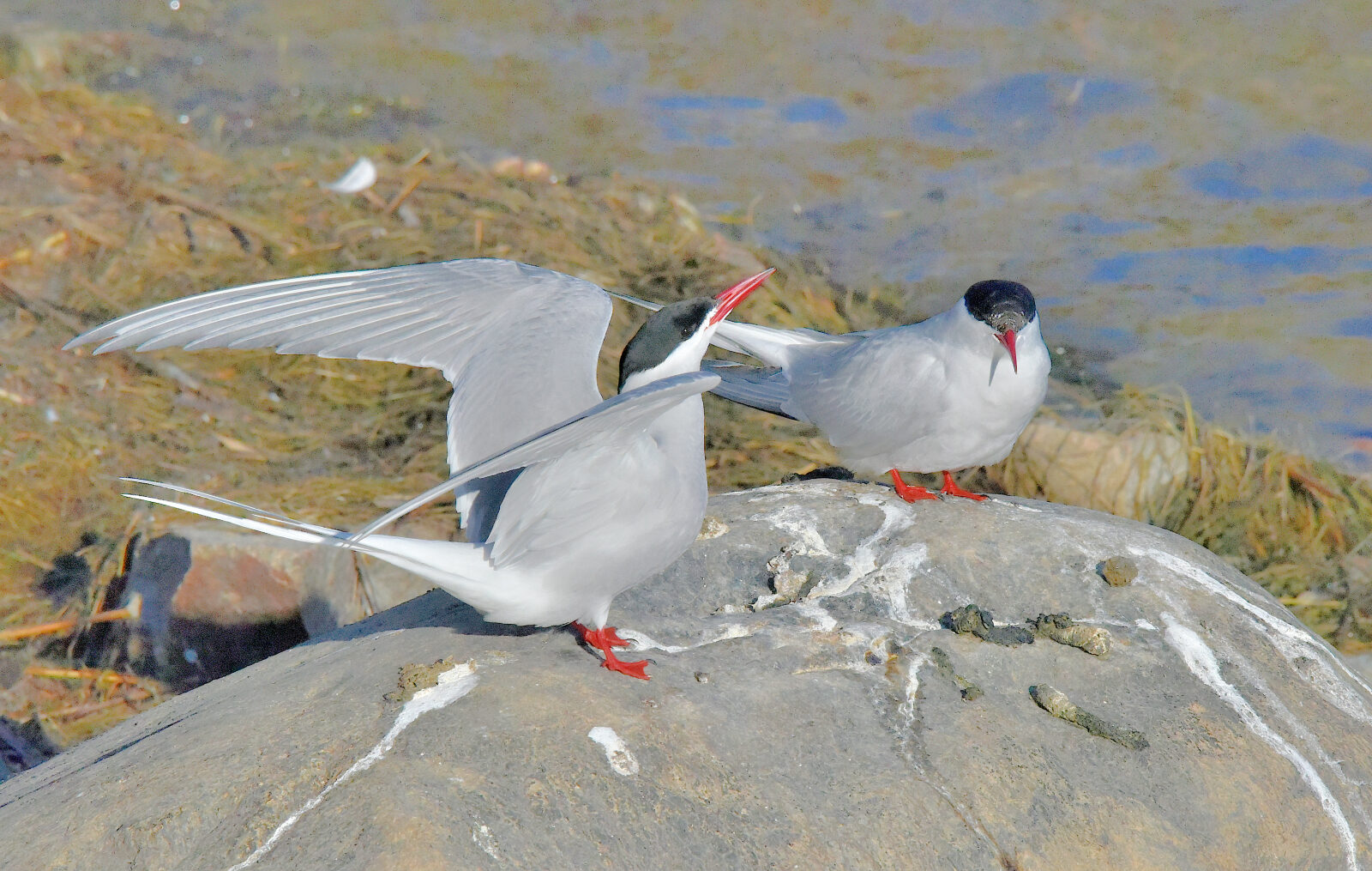 Valokuvaaja: Reijo Juurinen