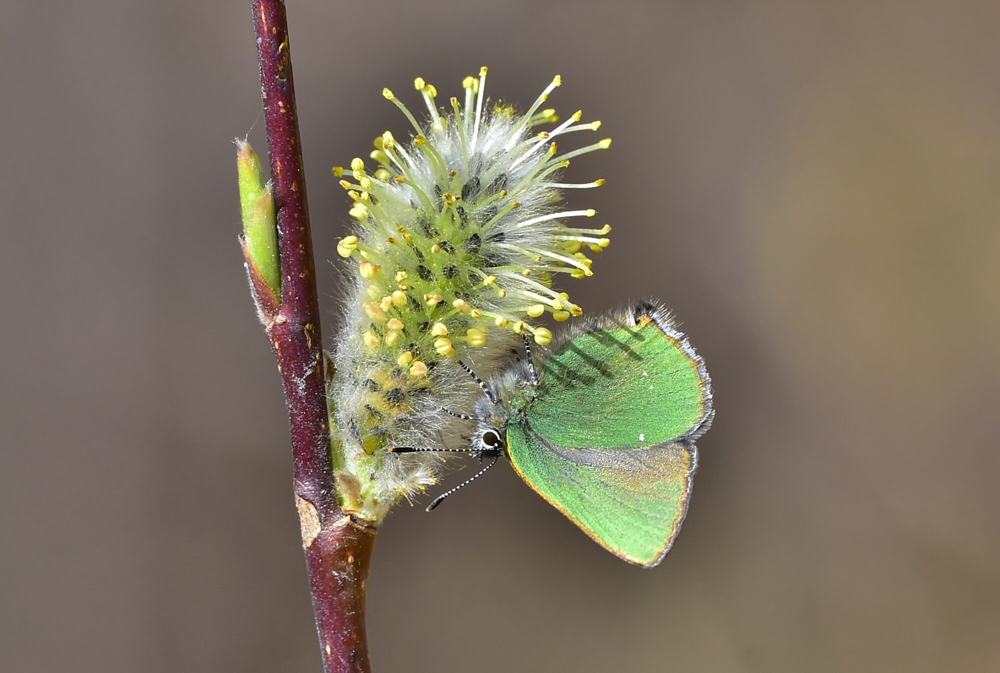 Valokuvaaja: Markku Pelkonen Valokuvaaja: Markku Pelkonen