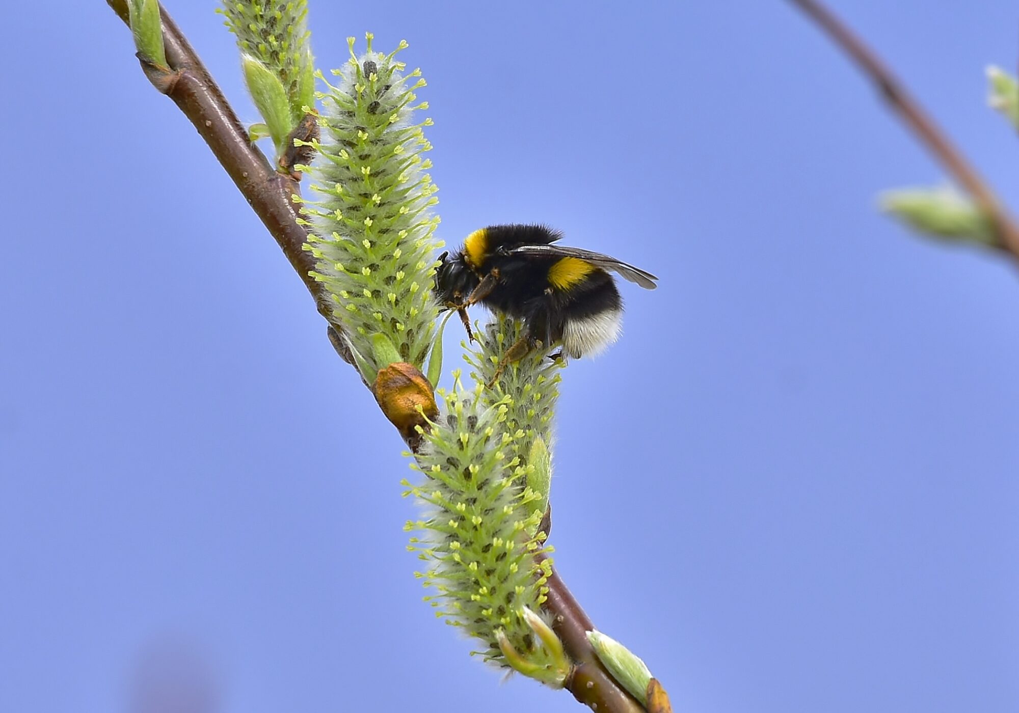Valokuvaaja: Markku Pelkonen Valokuvaaja: Markku Pelkonen