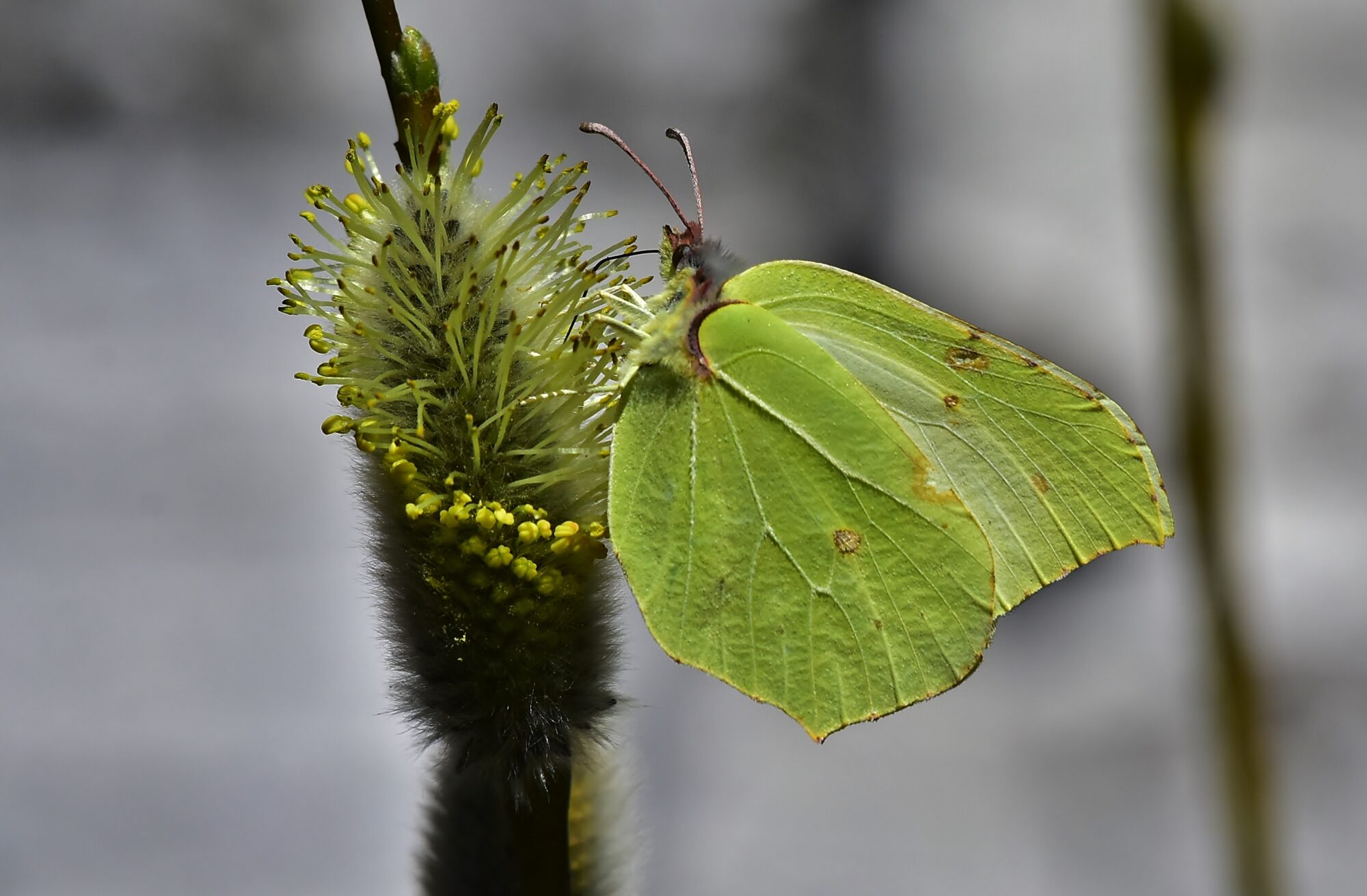 Valokuvaaja: Markku Pelkonen
