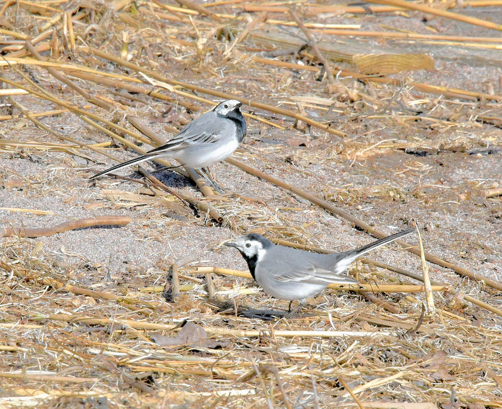 Valokuvaaja: Reijo Juurinen