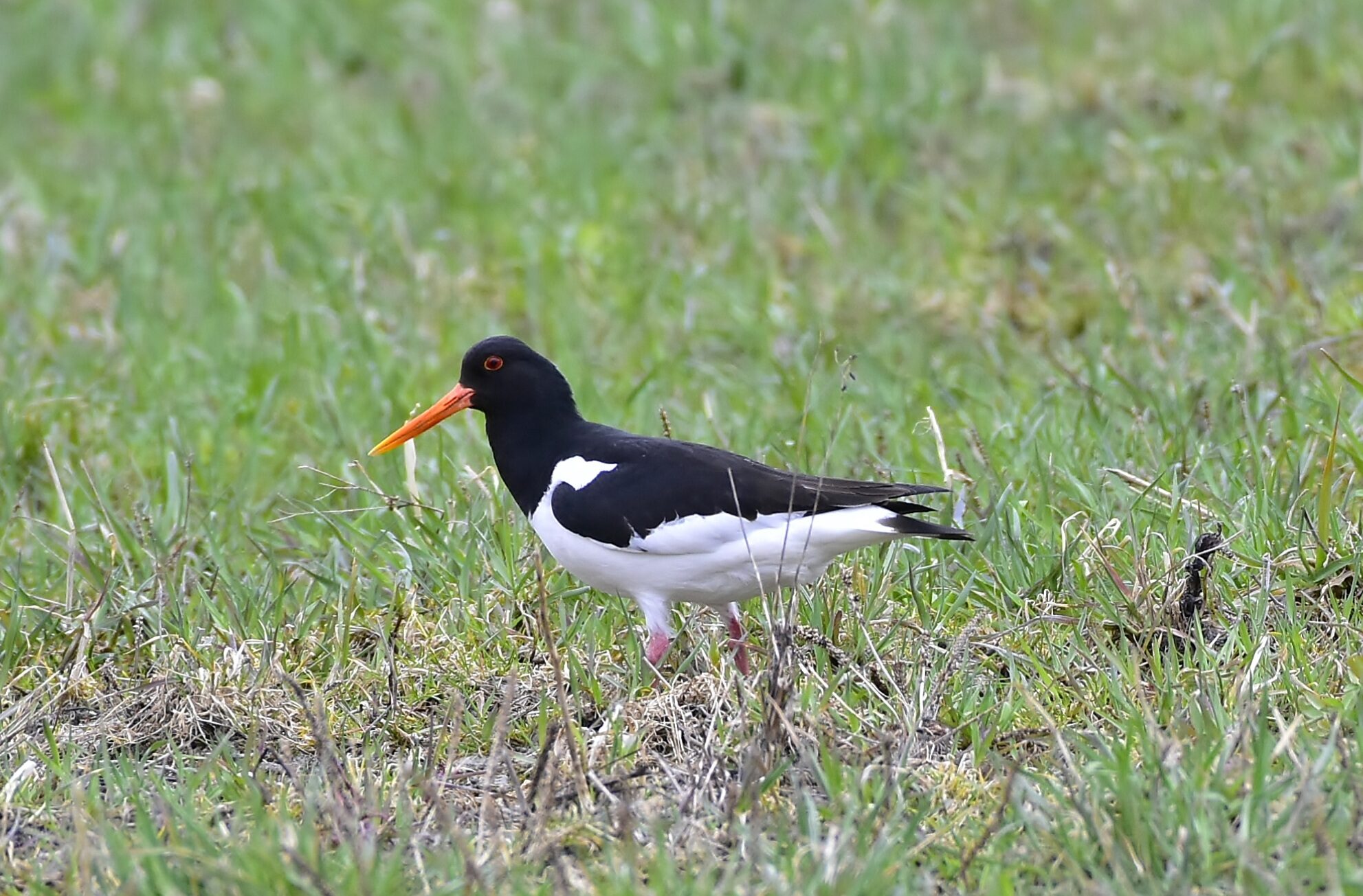 Valokuvaaja: Markku Pelkonen