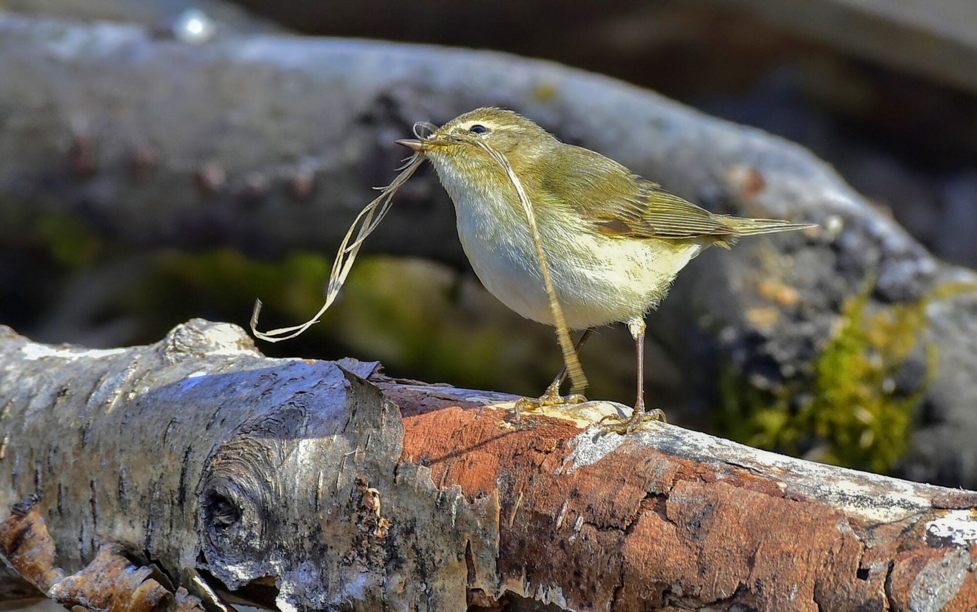 Valokuvaaja: Markku Pelkonen Valokuvaaja: Markku Pelkonen