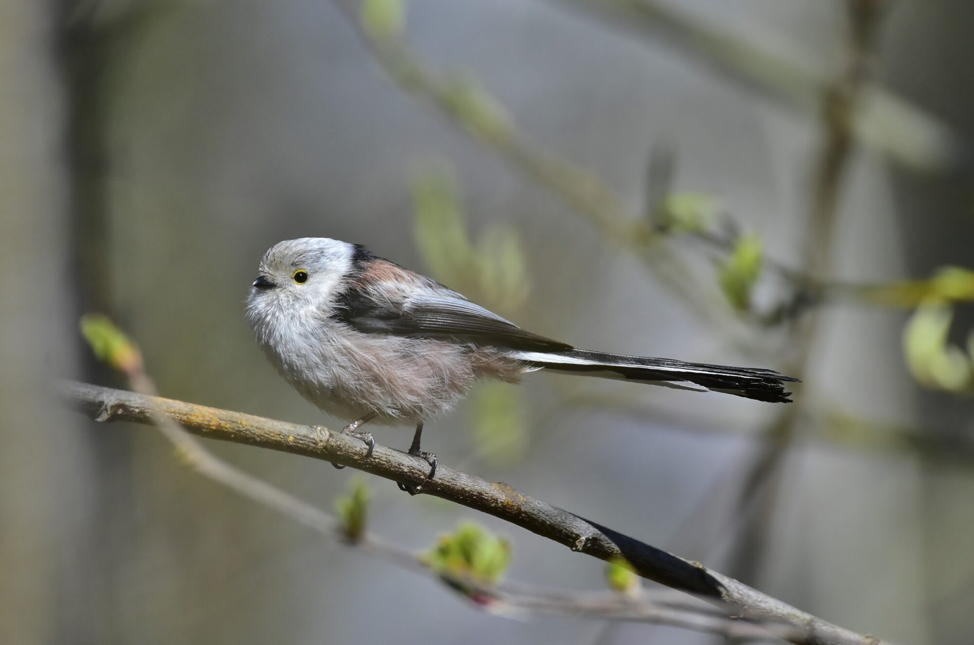 Valokuvaaja: Markku Pelkonen