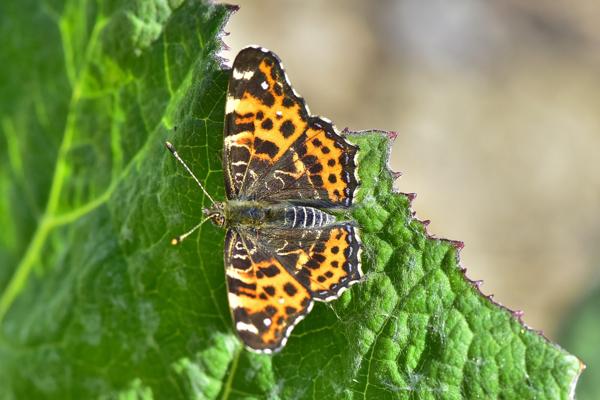 Valokuvaaja: Markku Pelkonen Valokuvaaja: Markku Pelkonen