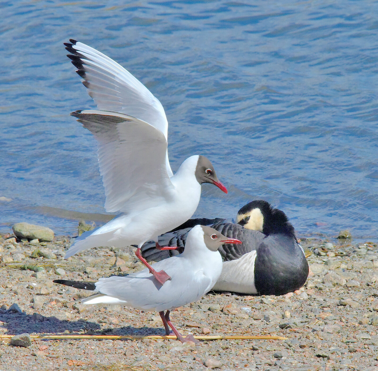 Valokuvaaja: Reijo Juurinen