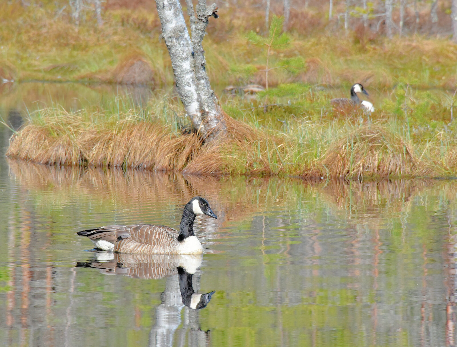 Valokuvaaja: Reijo Juurinen Valokuvaaja: Reijo Juurinen