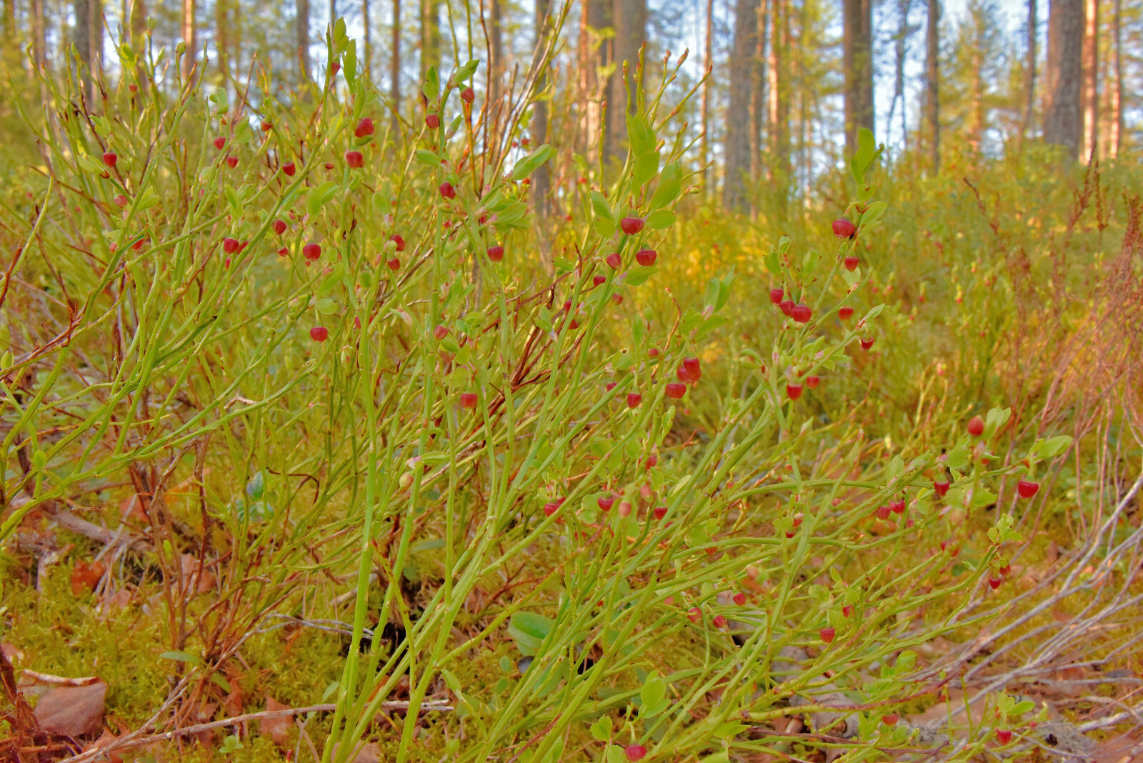 Valokuvaaja: Reijo Juurinen Valokuvaaja: Reijo Juurinen