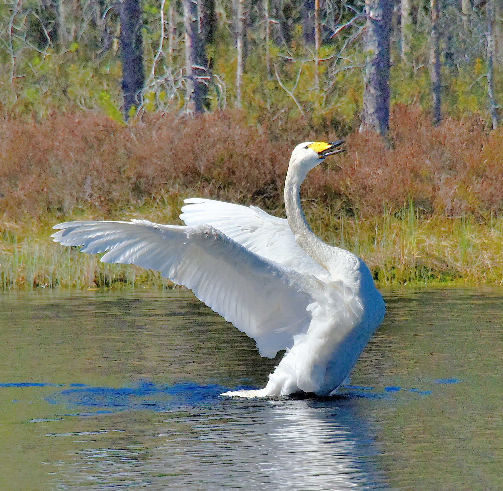 Valokuvaaja: Reijo Juurinen Valokuvaaja: Reijo Juurinen
