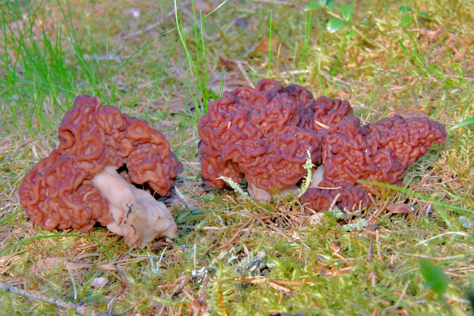 Valokuvaaja: Reijo Juurinen