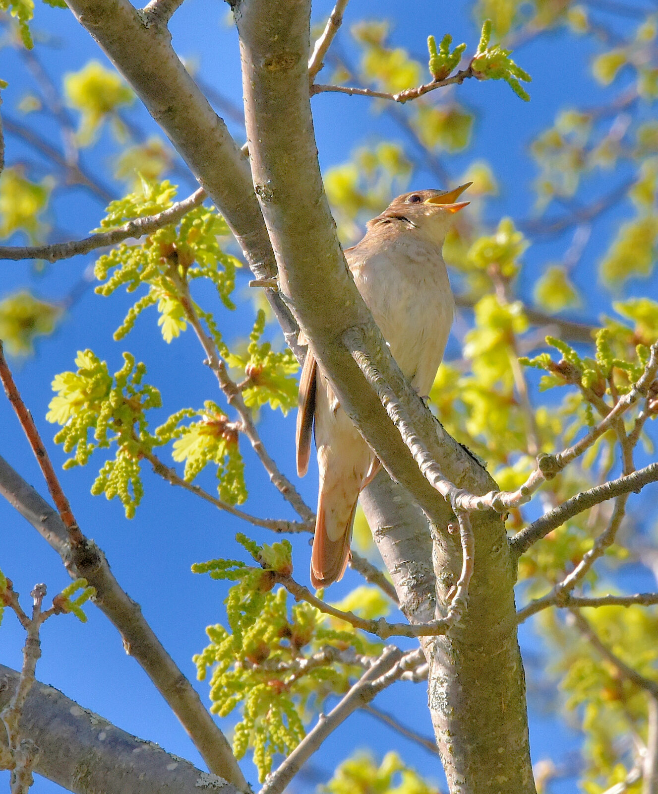 Valokuvaaja: Reijo Juurinen
