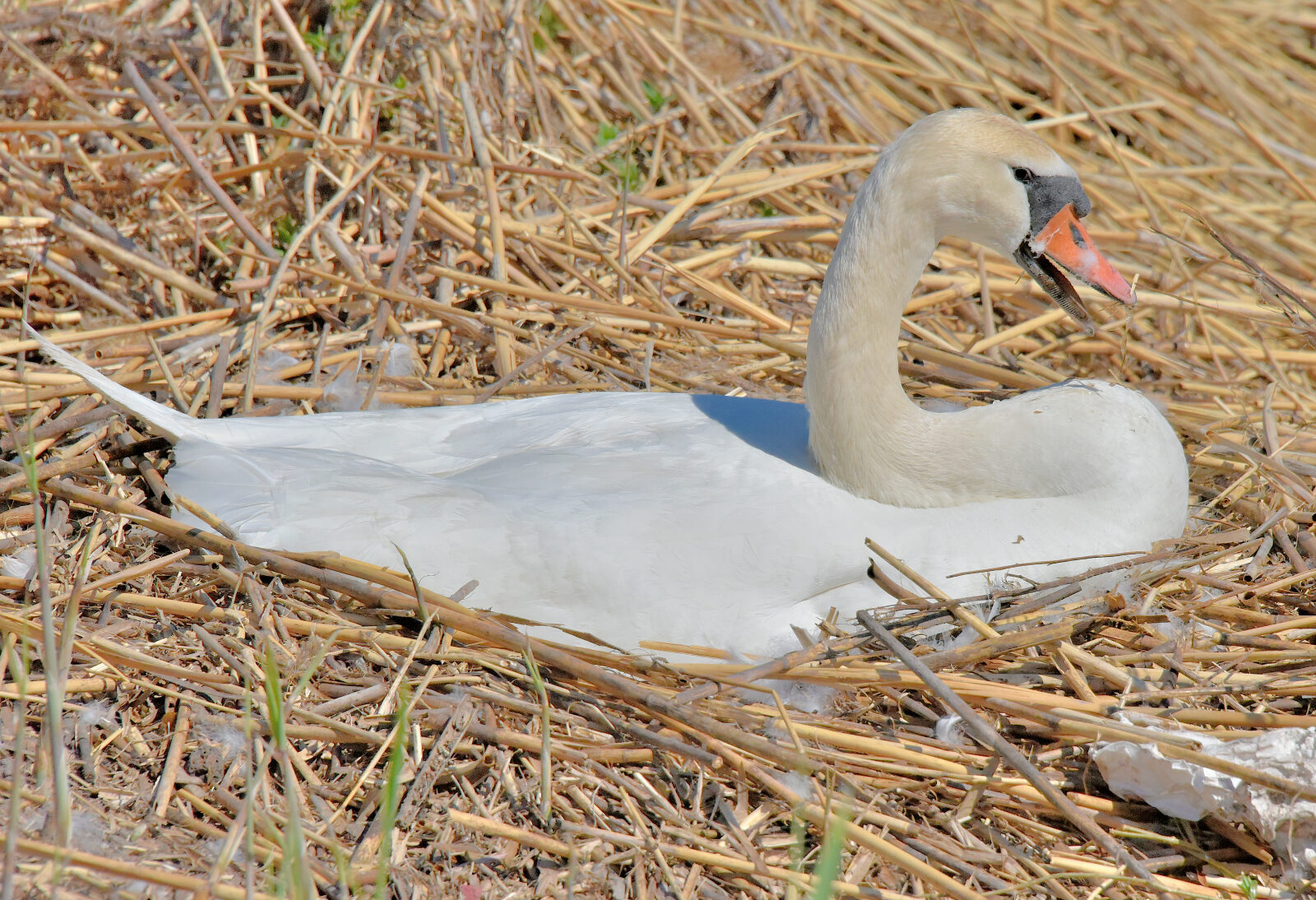 Valokuvaaja: Reijo Juurinen Valokuvaaja: Reijo Juurinen