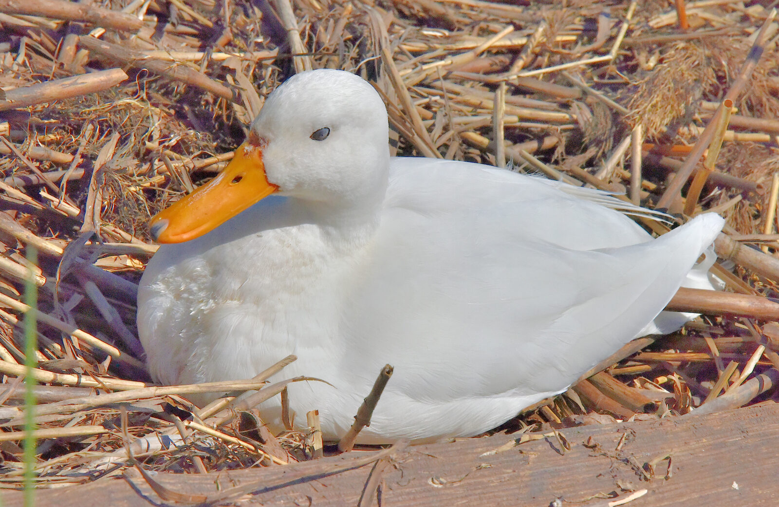 Valokuvaaja: Reijo Juurinen
