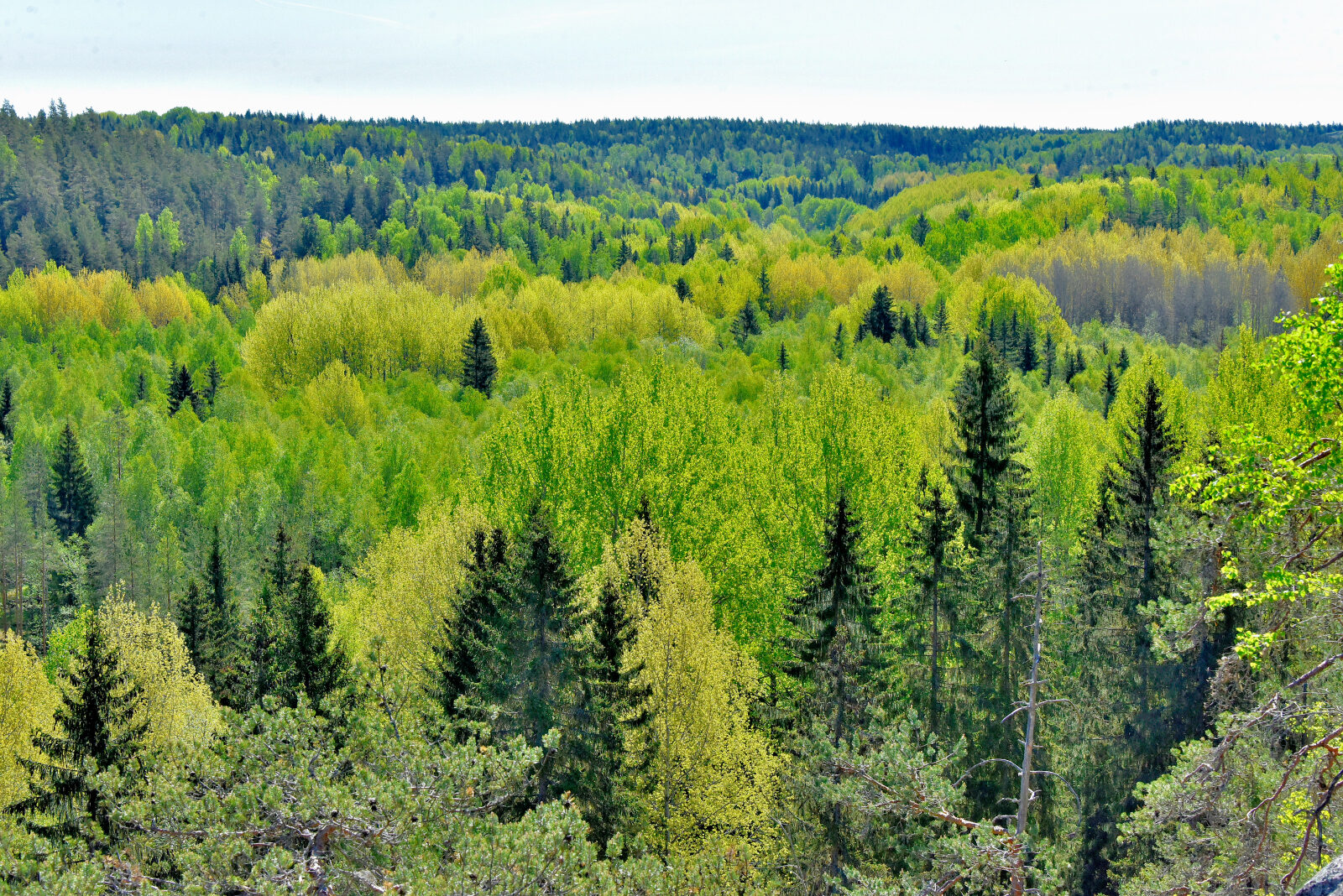 Valokuvaaja: Reijo Juurinen