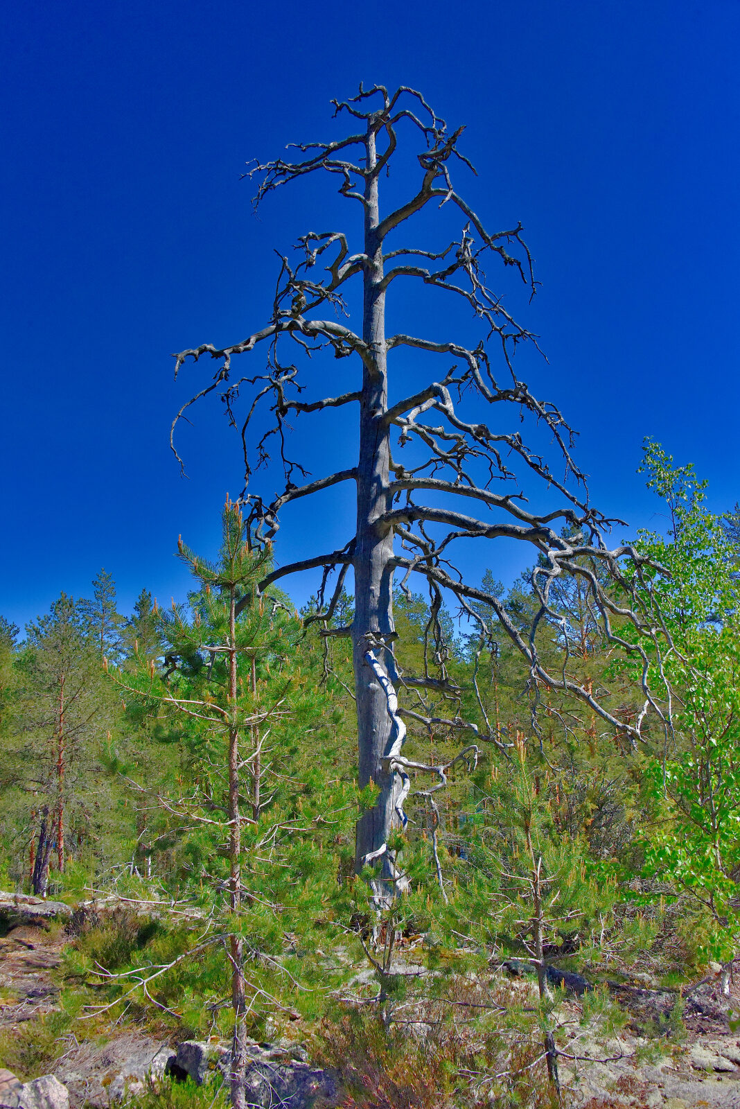 Valokuvaaja: Reijo Juurinen Valokuvaaja: Reijo Juurinen