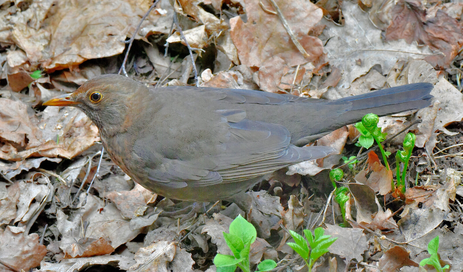 Valokuvaaja: Reijo Juurinen Valokuvaaja: Reijo Juurinen