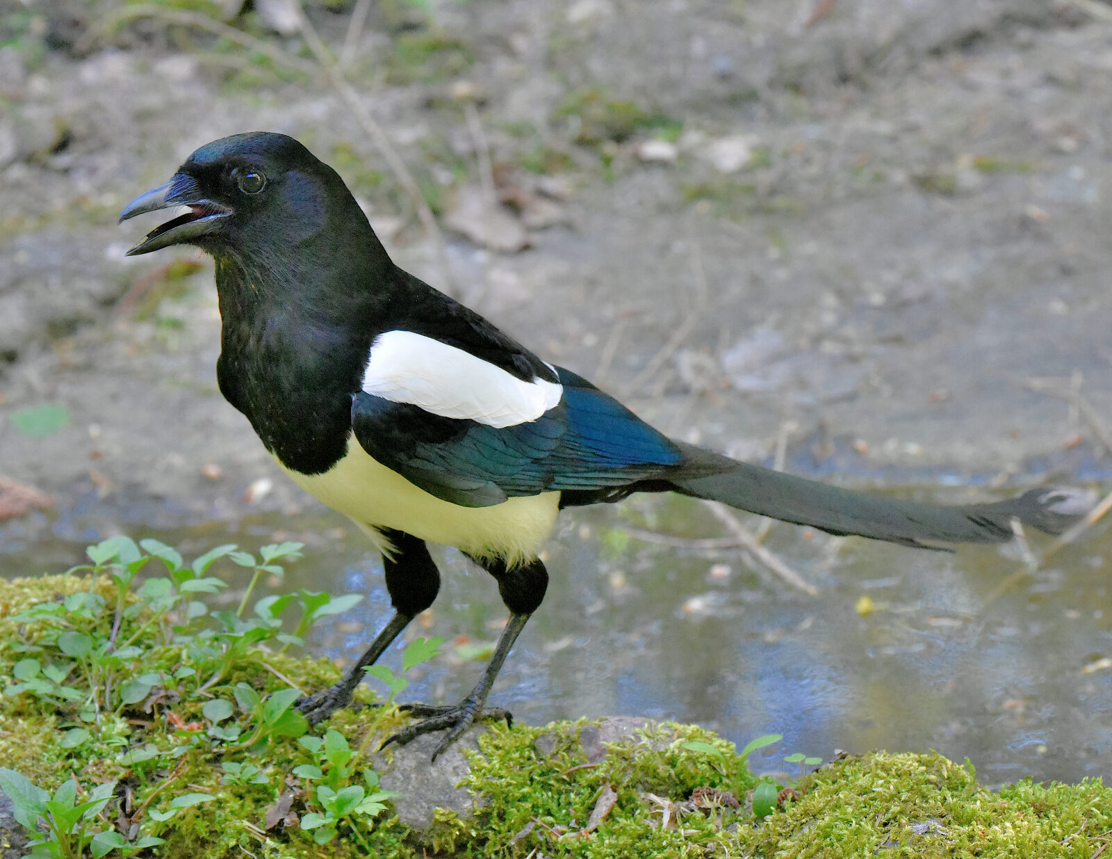 Valokuvaaja: Reijo Juurinen