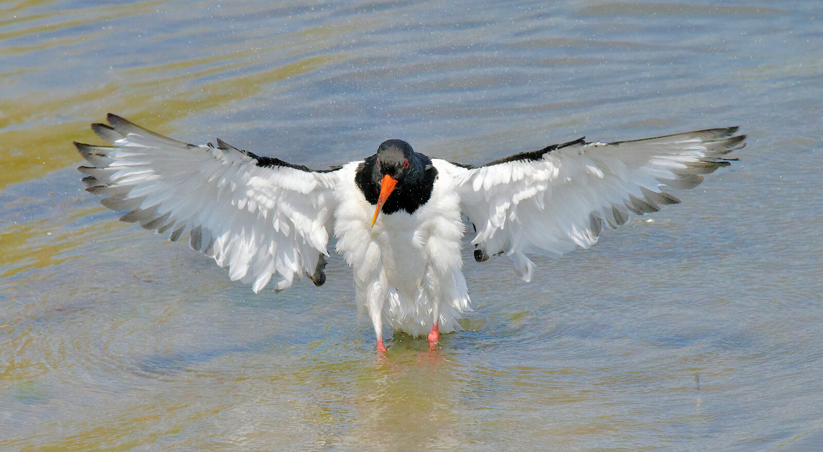 Valokuvaaja: Reijo Juurinen