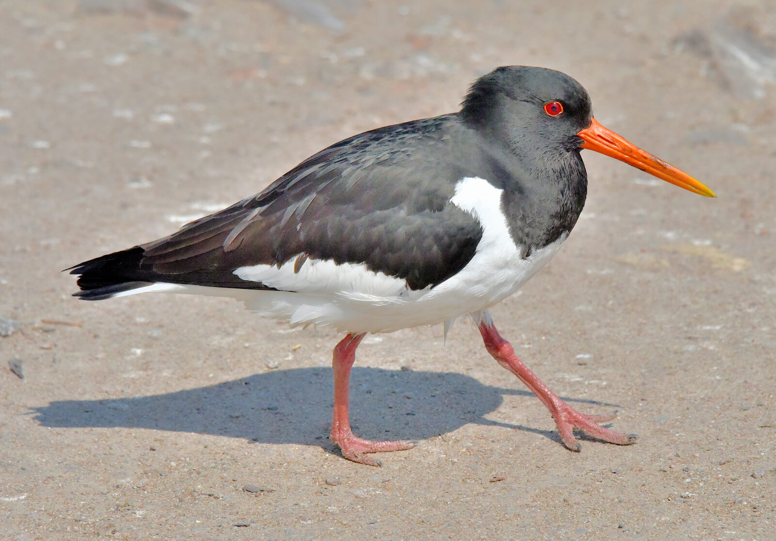 Valokuvaaja: Reijo Juurinen Valokuvaaja: Reijo Juurinen