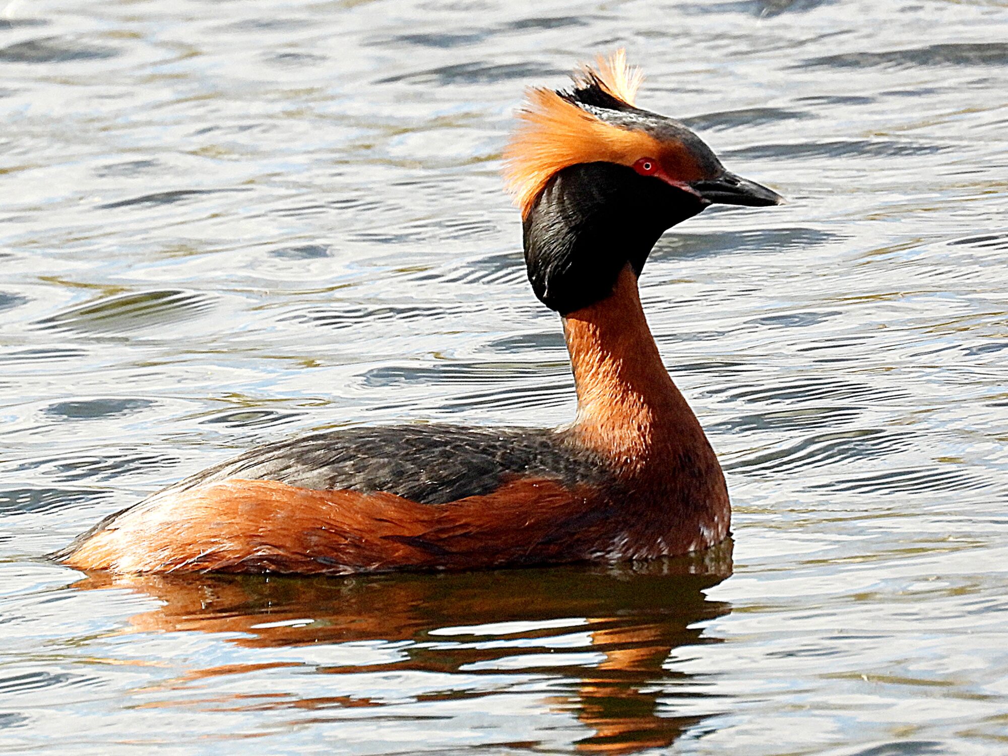 Valokuvaaja: Kaarina Walter