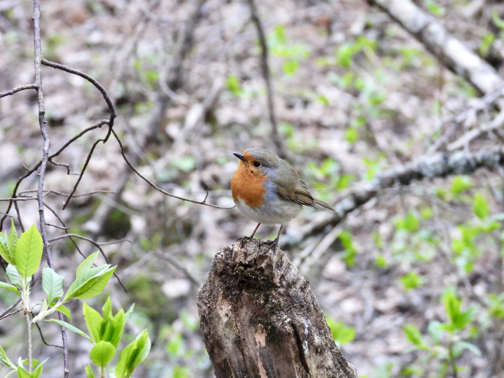 Valokuvaaja: Juhani Peltonen