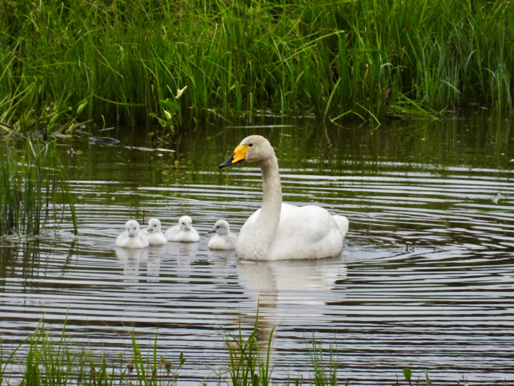 Valokuvaaja: Juhani Peltonen