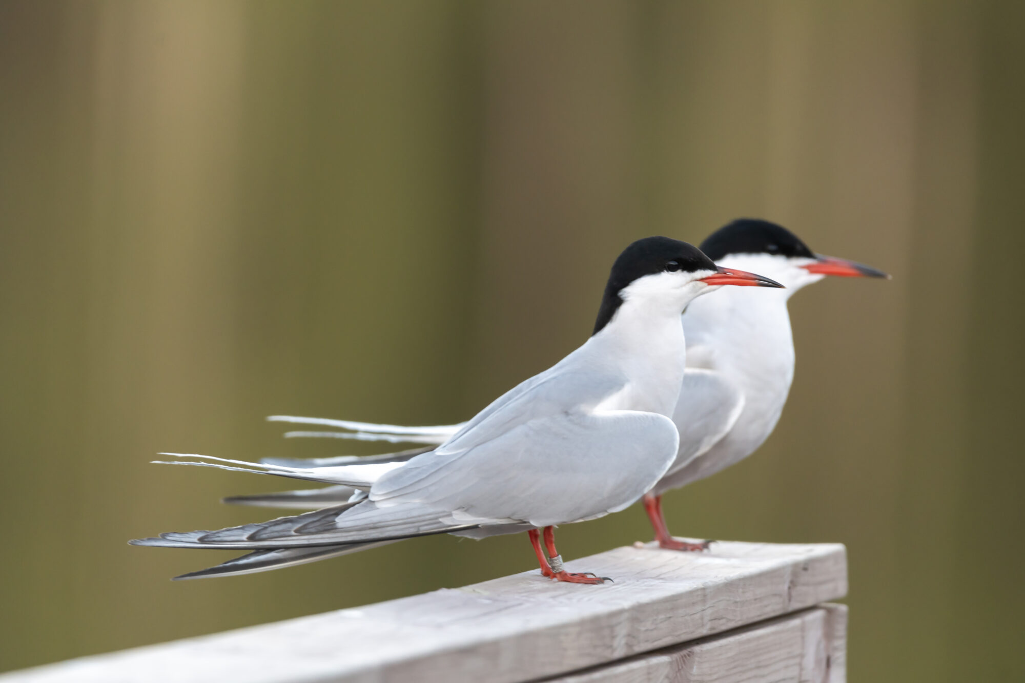 Valokuvaaja: Leena Rissanen