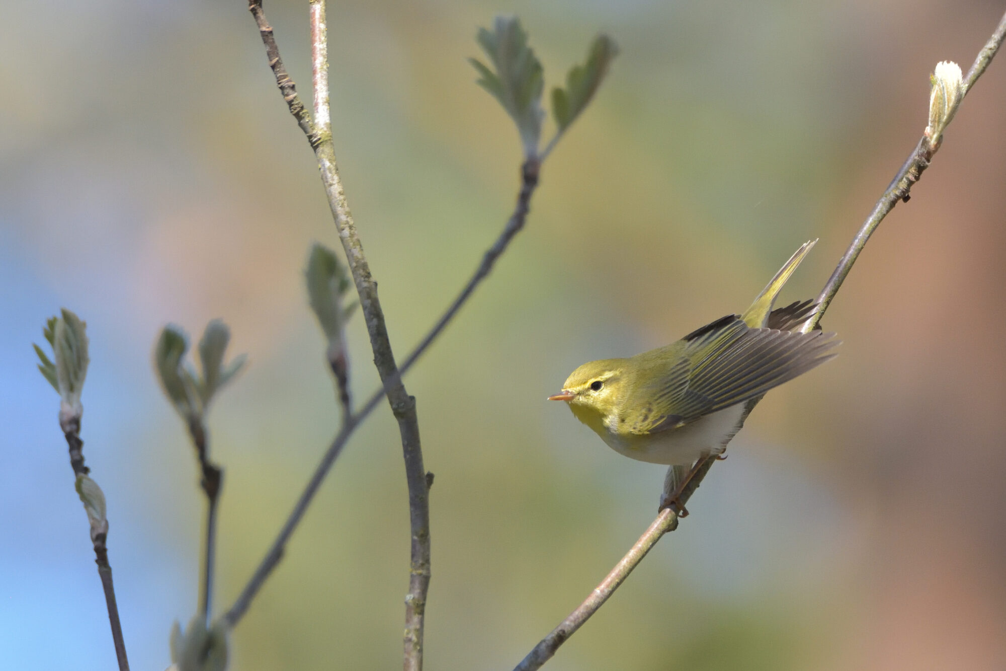 Valokuvaaja: Asko Heikkinen