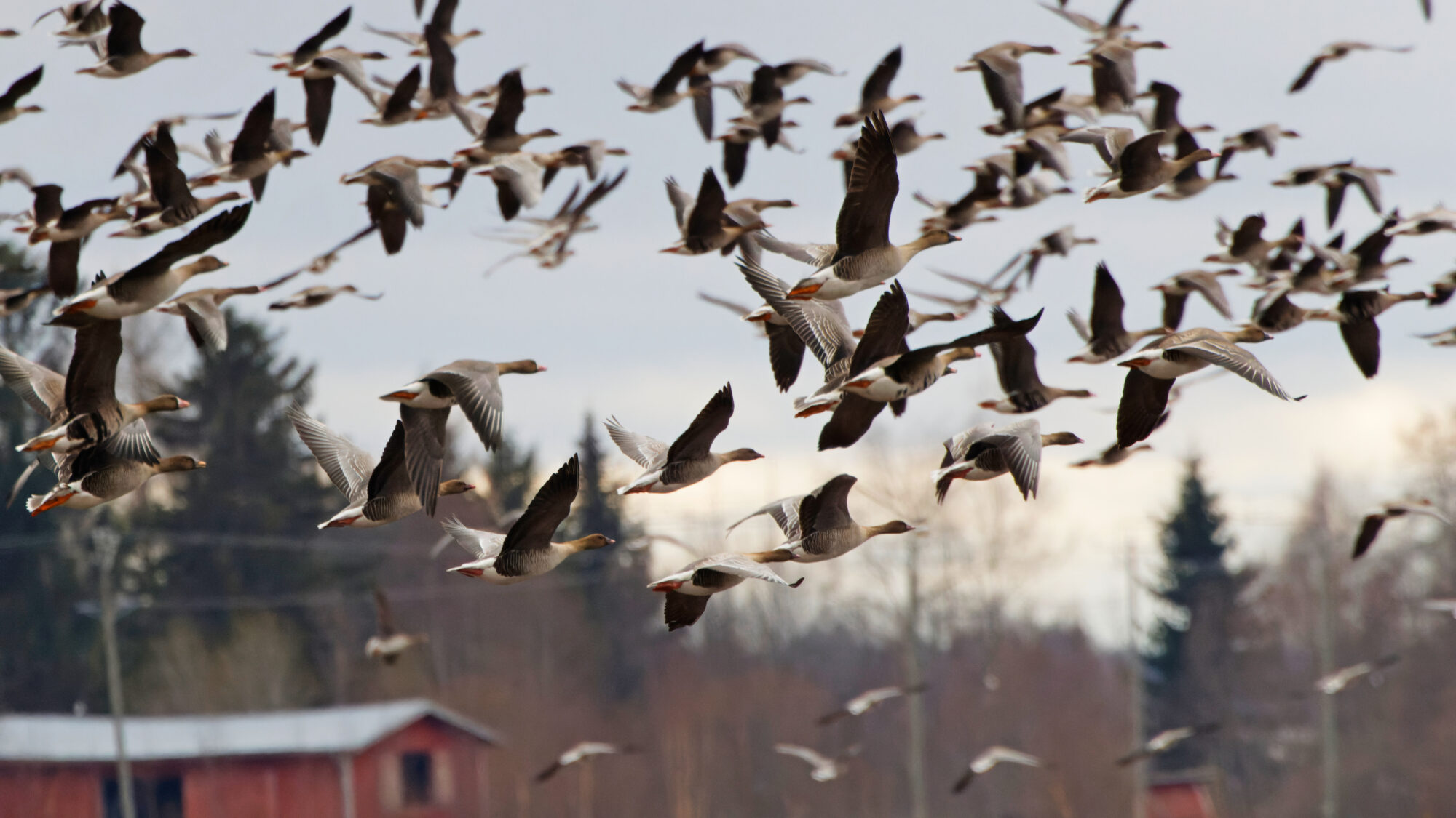 Valokuvaaja: TOMMI KUJALA