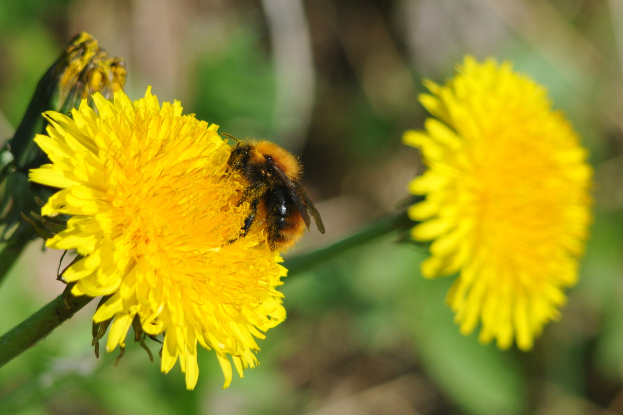 Valokuvaaja: Kaarlo Asikainen Valokuvaaja: Kaarlo Asikainen