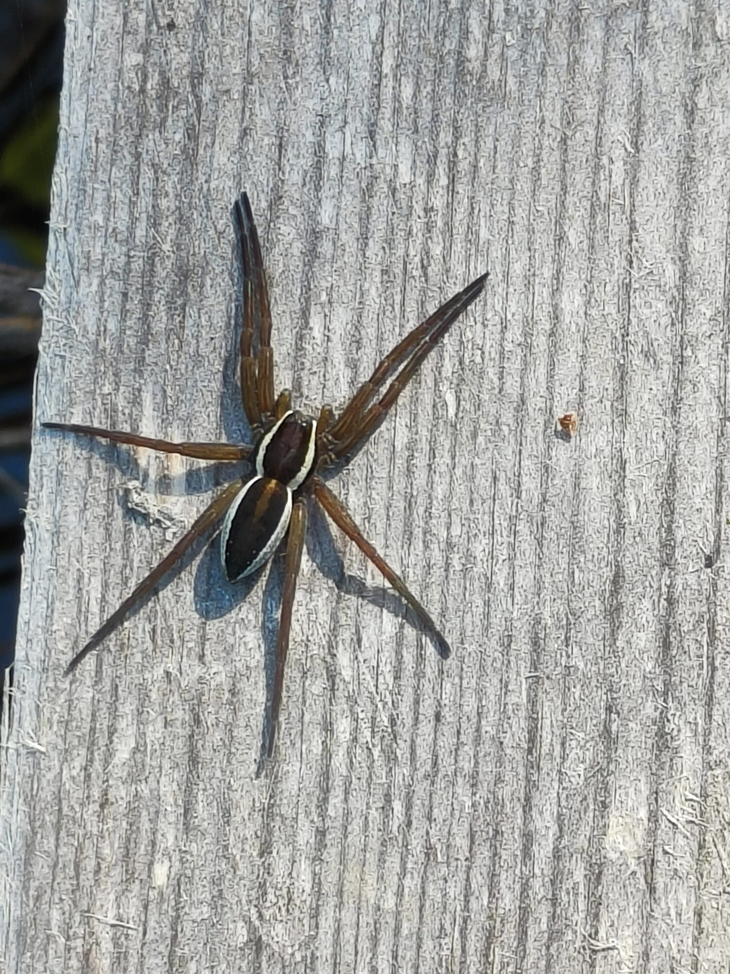 Valokuvaaja: Eija Suhonen