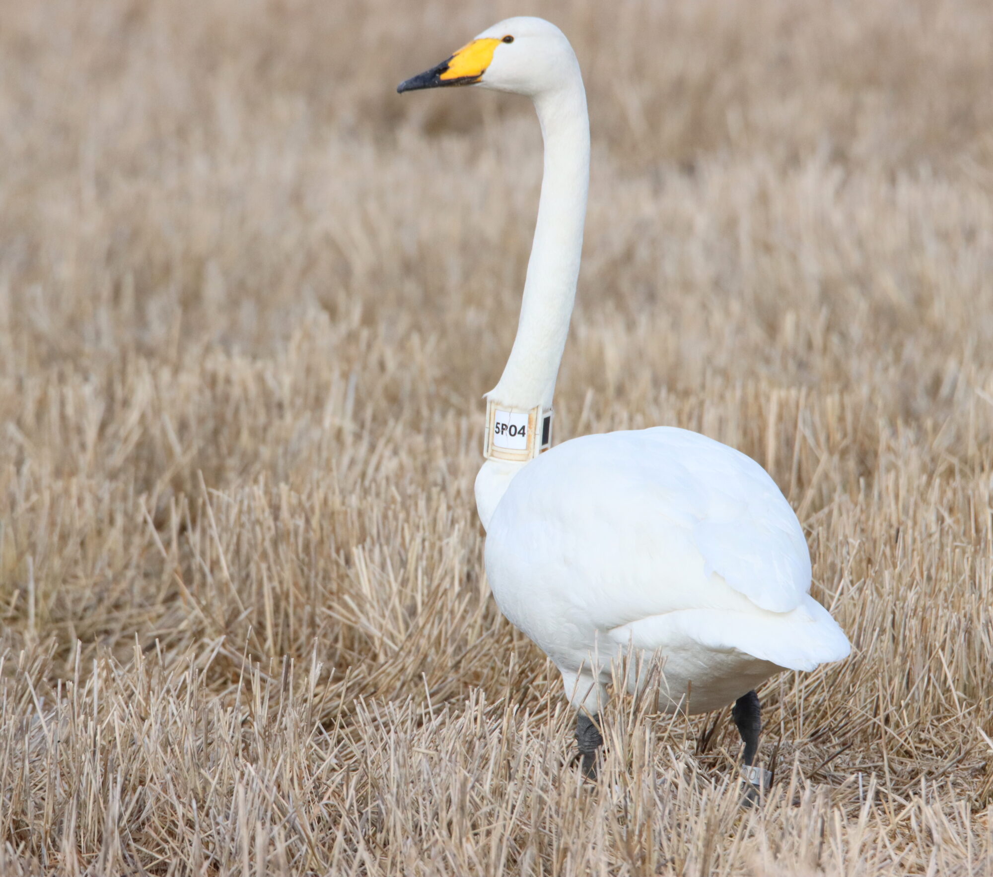 Valokuvaaja: Irja Lehtinen