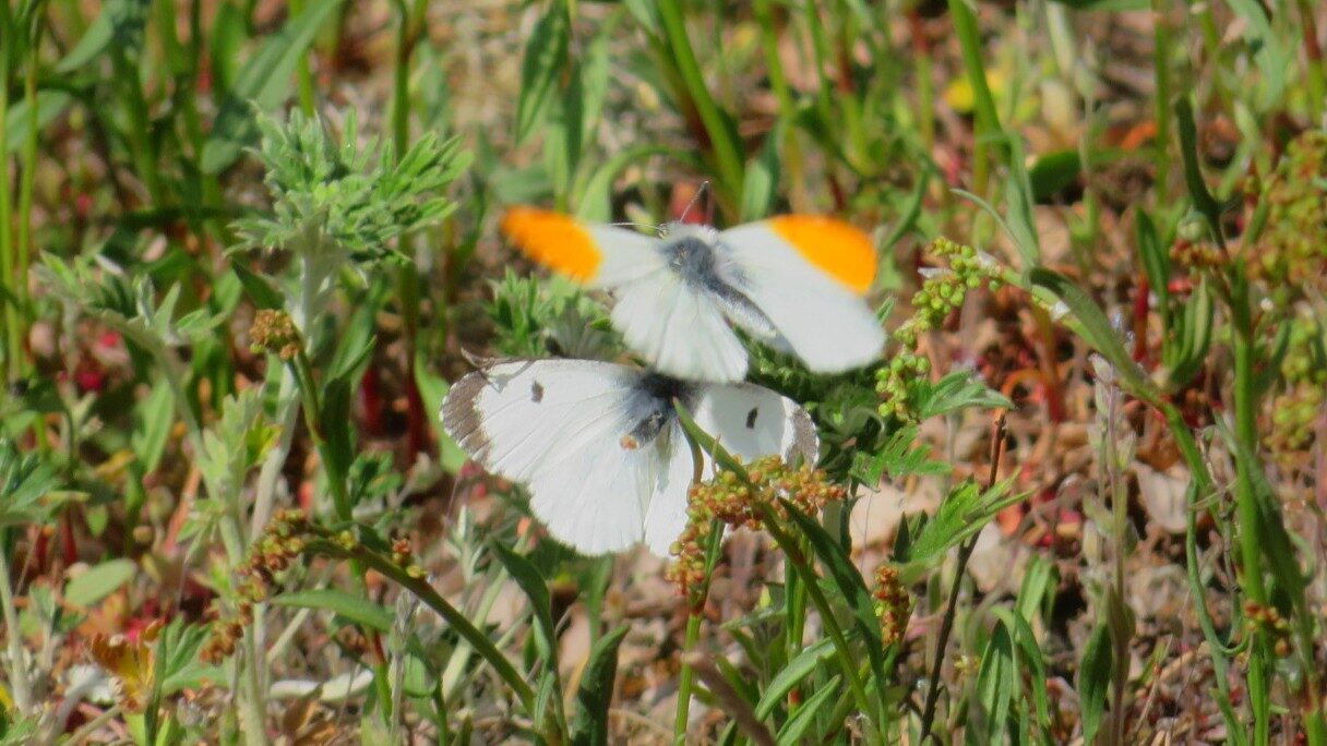 Valokuvaaja: Risto Kangassalo