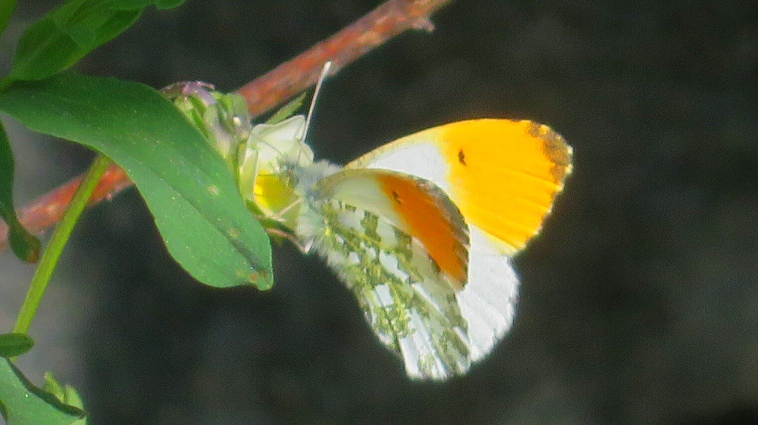 Valokuvaaja: Risto Kangassalo