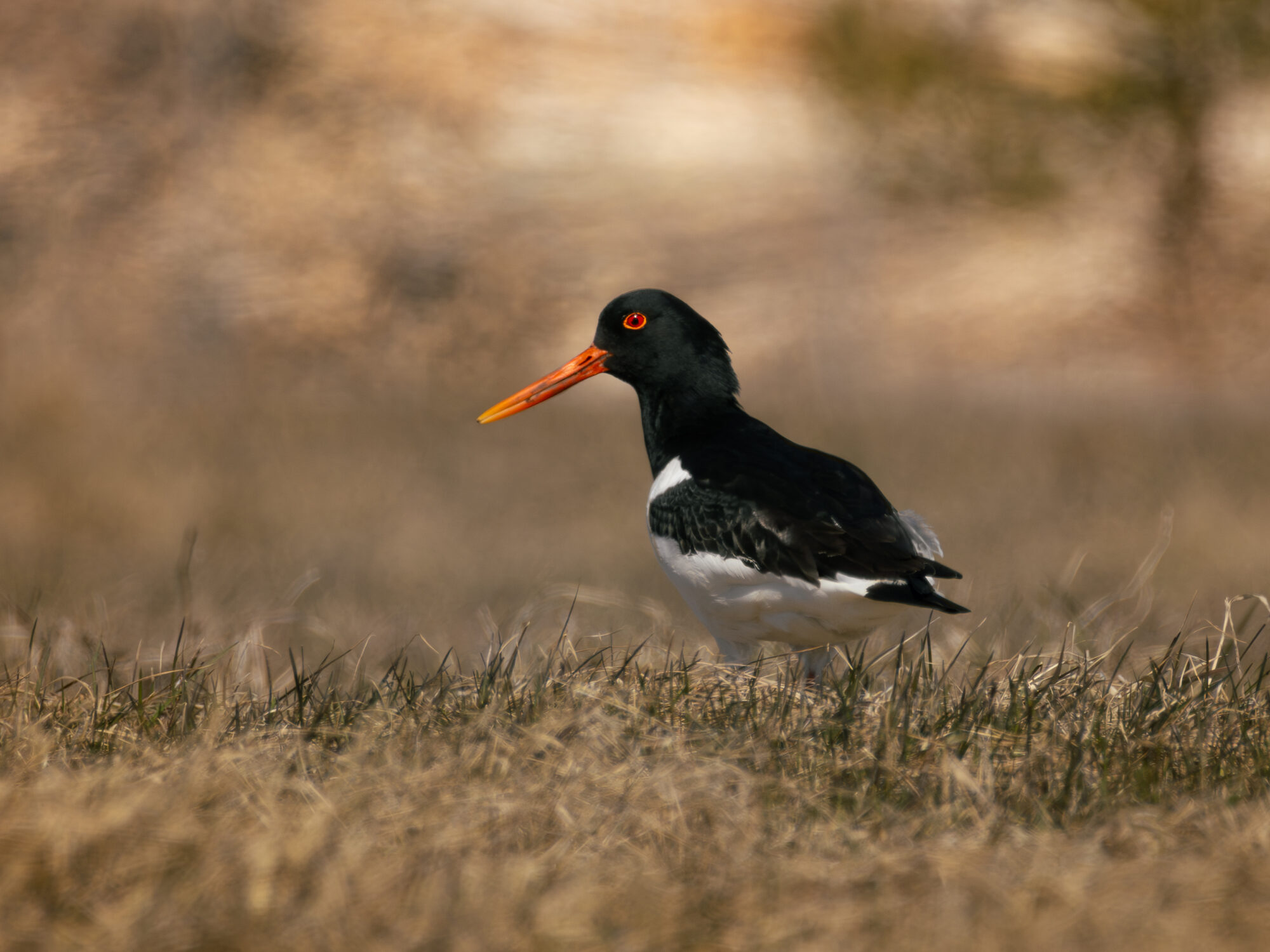 Valokuvaaja: Leevi Halme