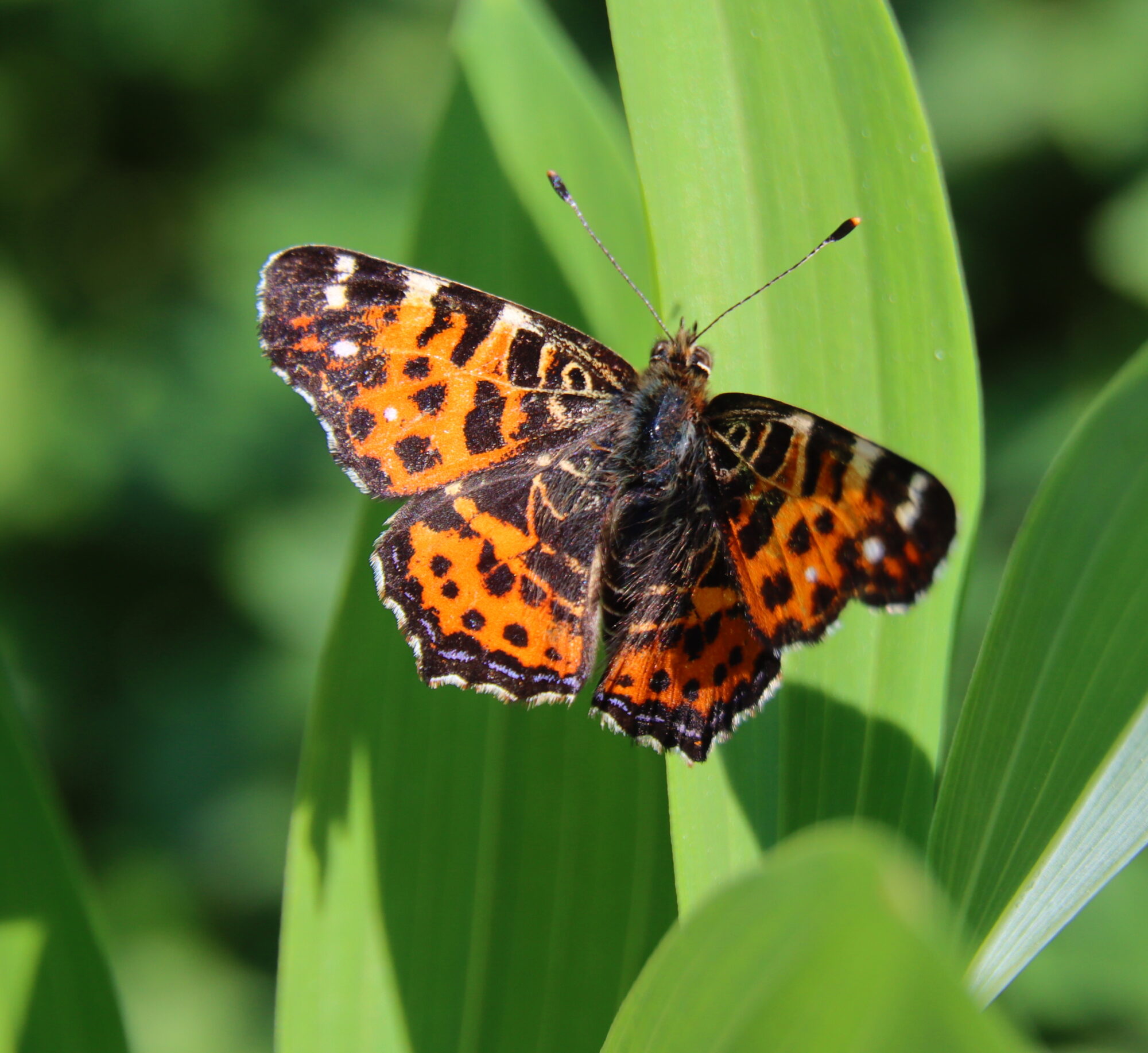 Valokuvaaja: Irja Lehtinen Valokuvaaja: Irja Lehtinen