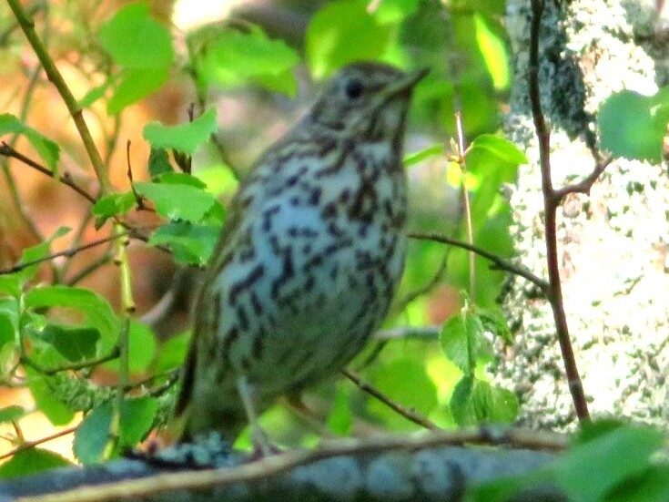 Valokuvaaja: Risto Kangassalo