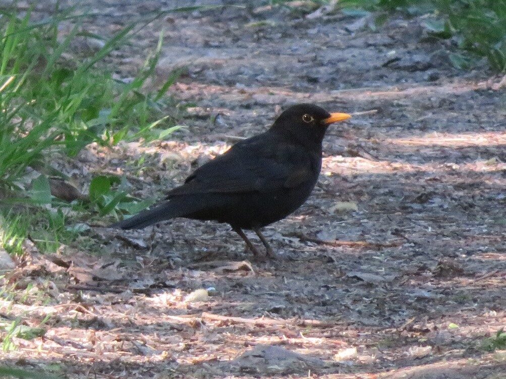 Valokuvaaja: Risto Kangassalo Valokuvaaja: Risto Kangassalo
