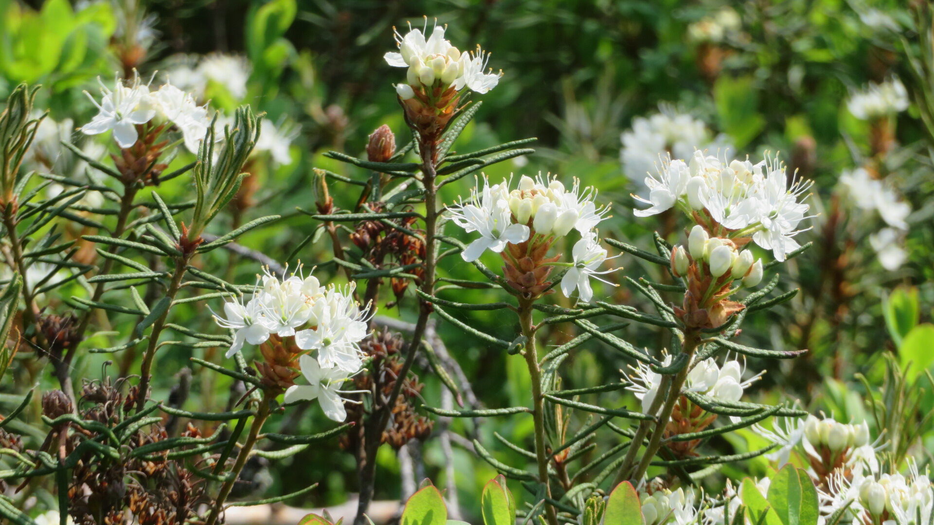 Valokuvaaja: Risto Kangassalo Valokuvaaja: Risto Kangassalo