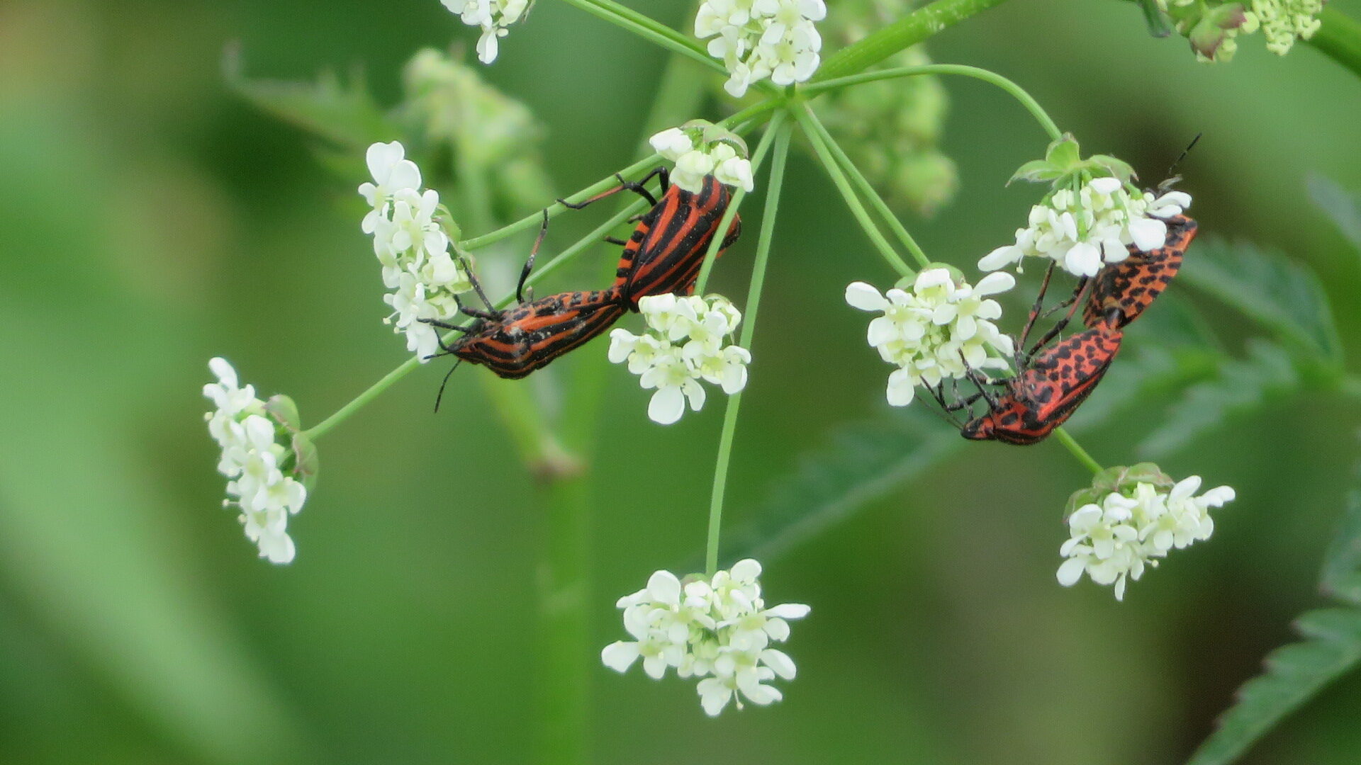 Valokuvaaja: Risto Kangassalo