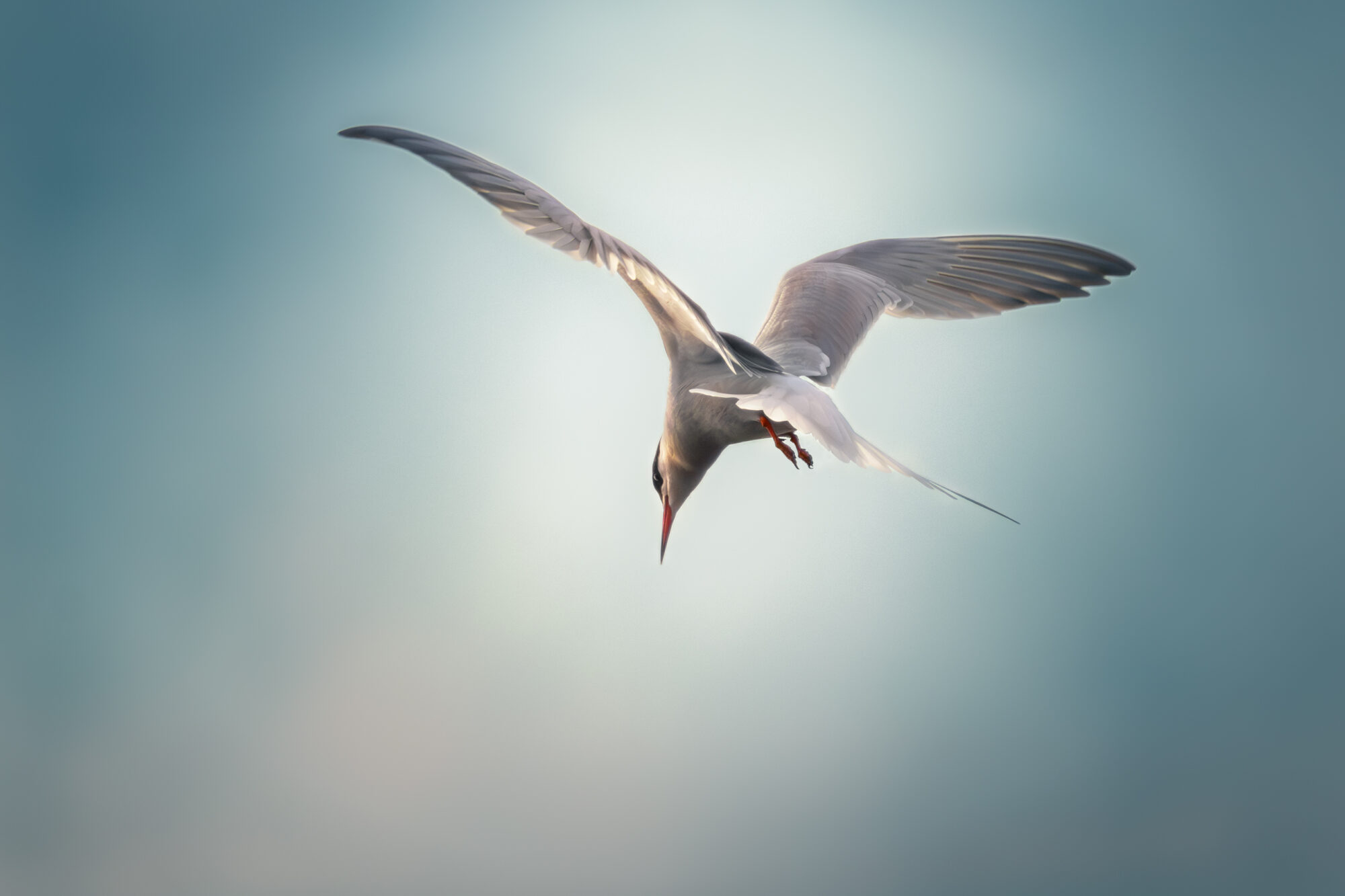 Valokuvaaja: Leevi Halme Valokuvaaja: Leevi Halme