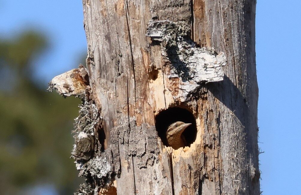 Valokuvaaja: Jarmo Mantere