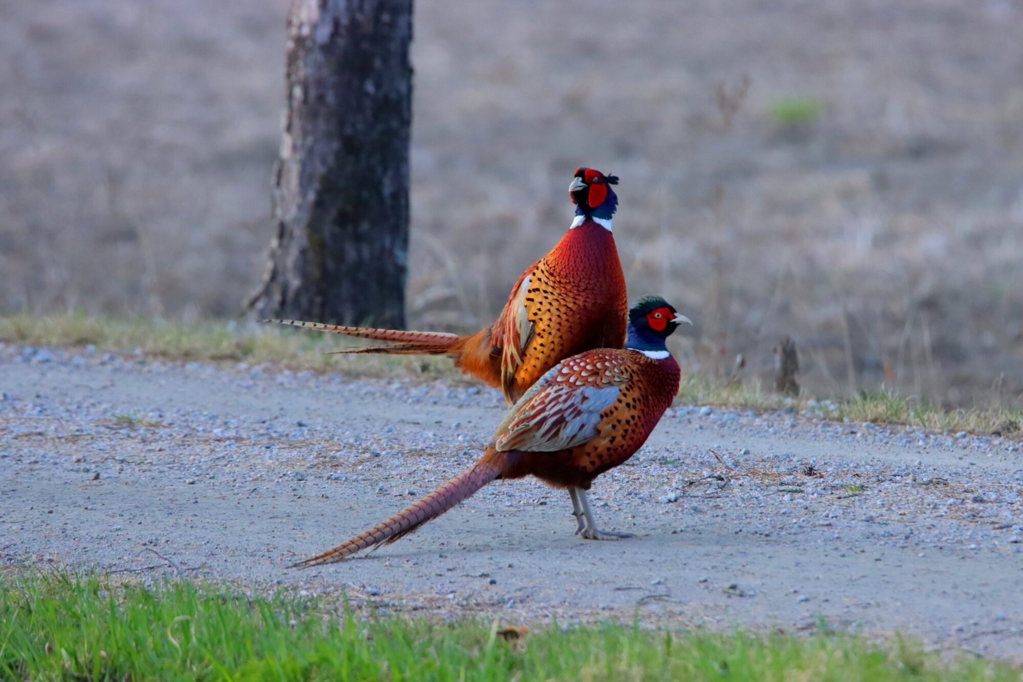 Valokuvaaja: Irja Lehtinen Valokuvaaja: Irja Lehtinen
