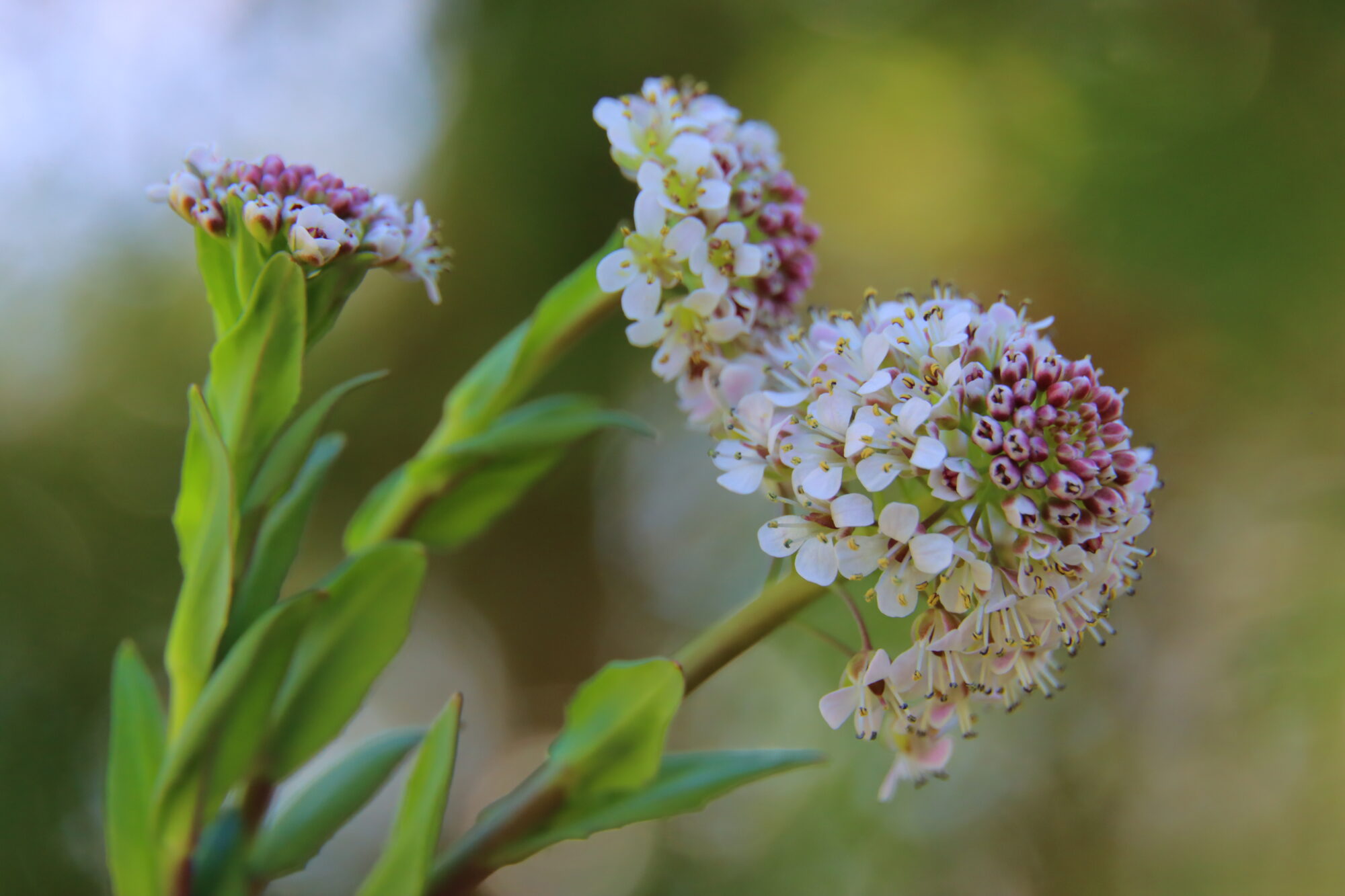 Valokuvaaja: Irja Lehtinen