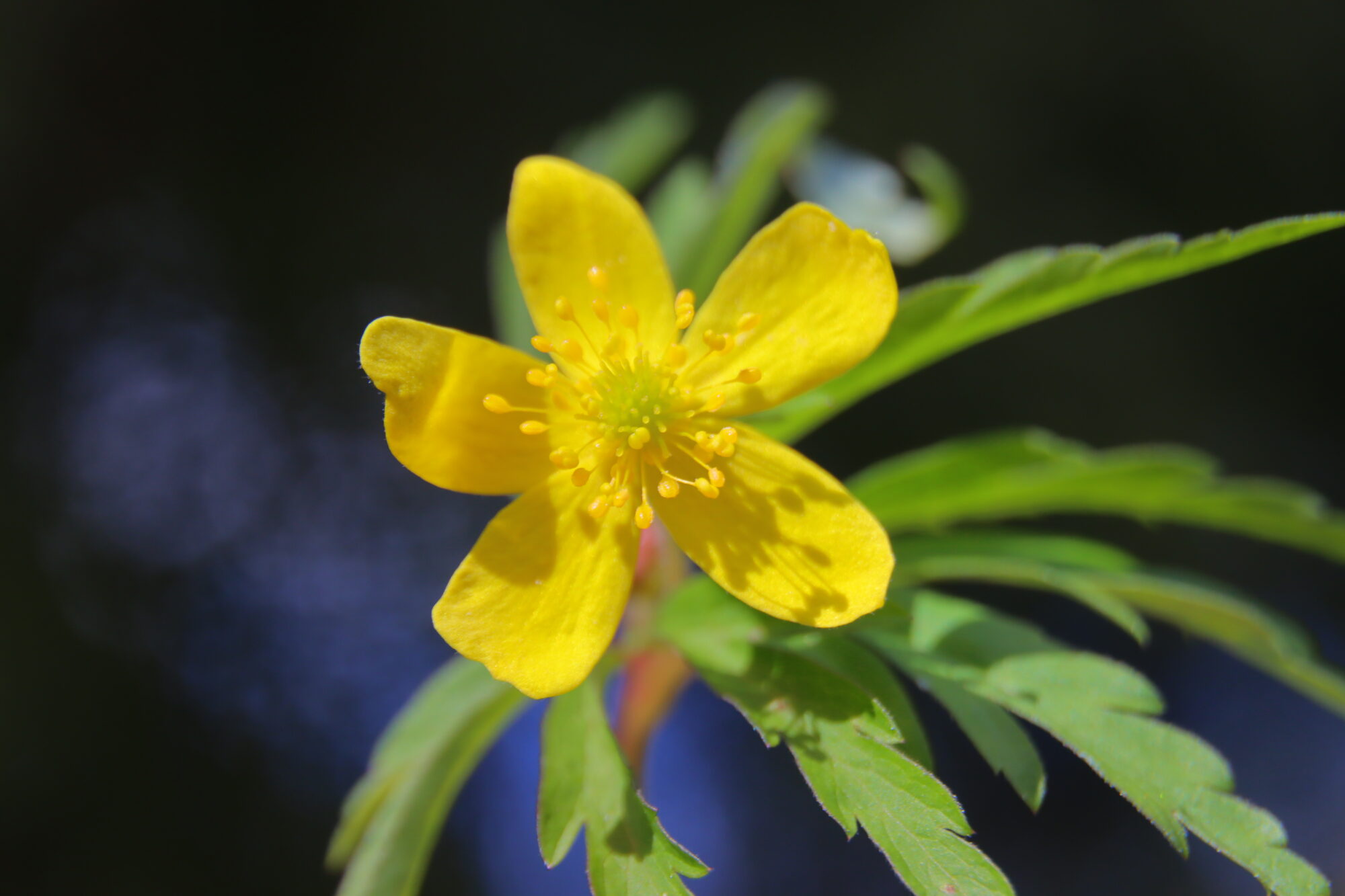 Valokuvaaja: Irja Lehtinen