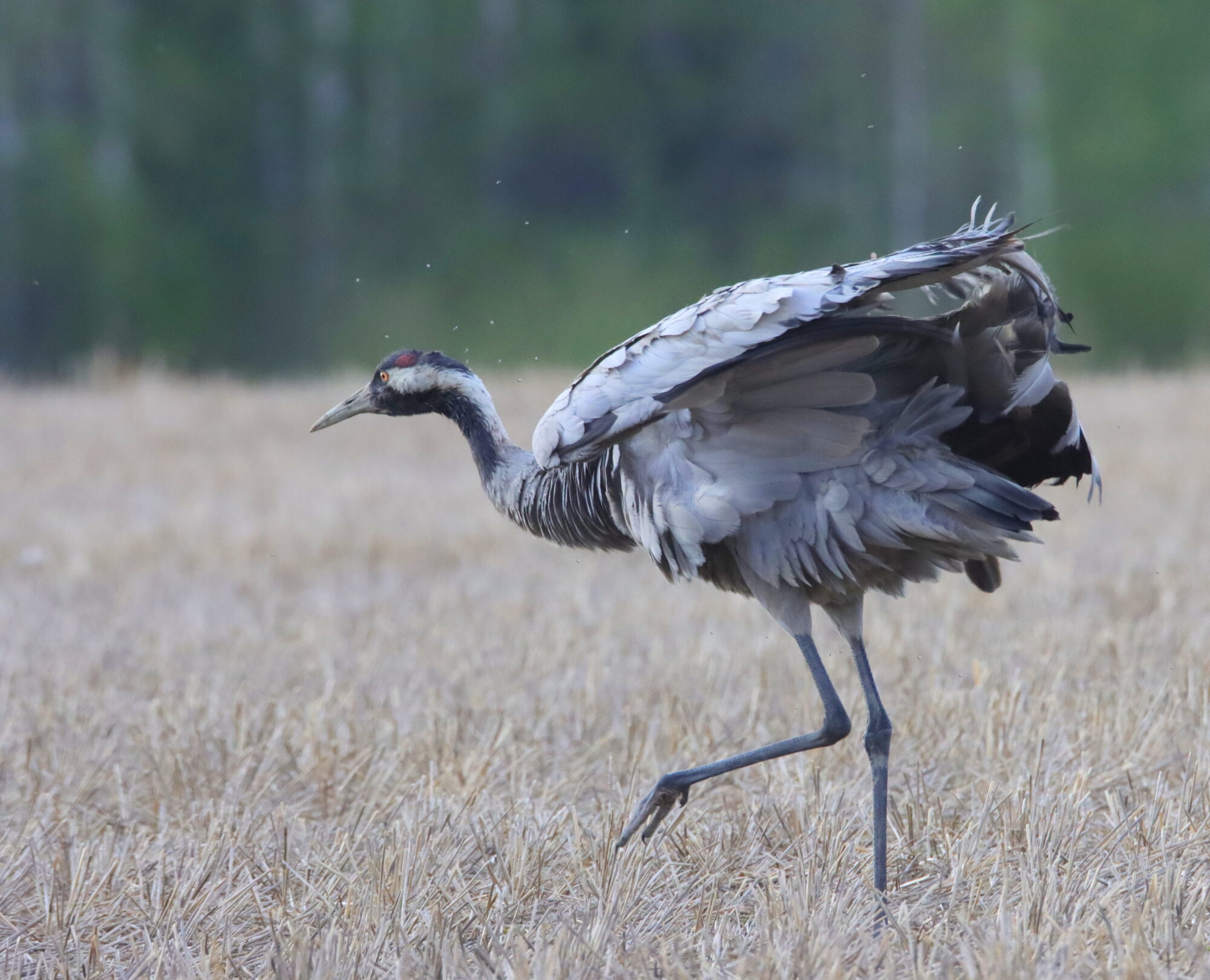 Valokuvaaja: Irja Lehtinen