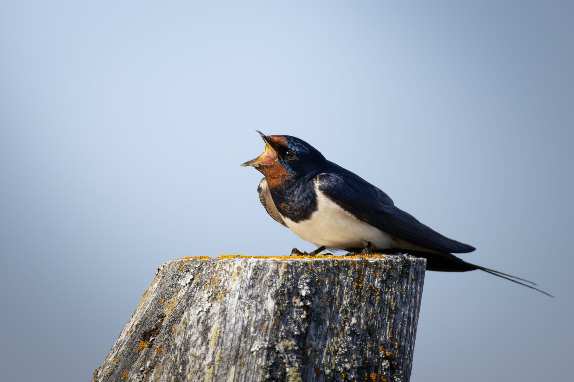 Valokuvaaja: Leevi Halme
